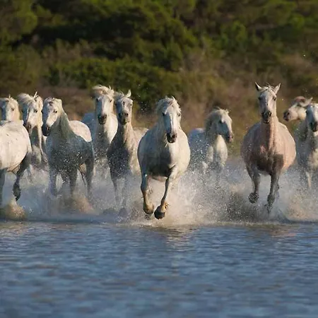 Appartement Les Sables D'or Grau Du Roi Le Grau-du-Roi