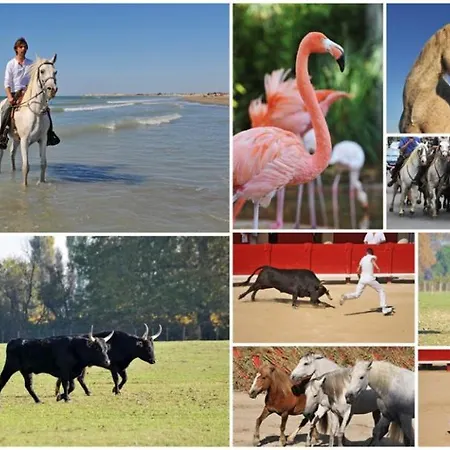 Les Sables D'or Grau Du Roi *