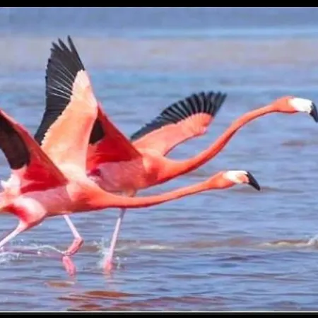 Les Sables D'or Grau Du Roi *