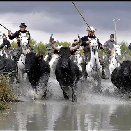 Les Sables D'or Grau Du Roi Appartamento *